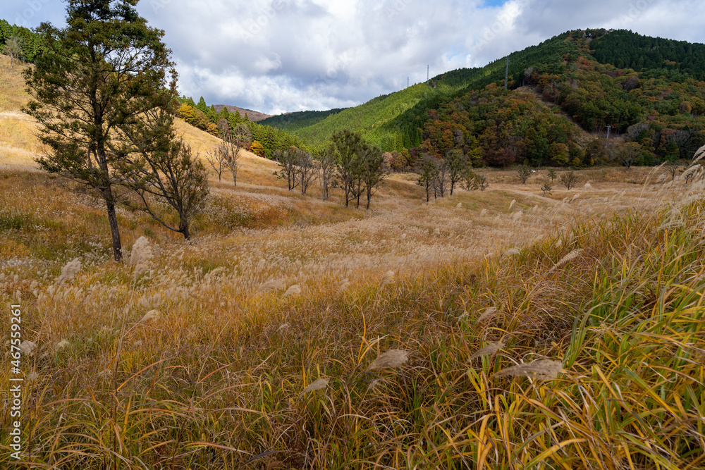 Naklejka premium 砥峰高原のススキ