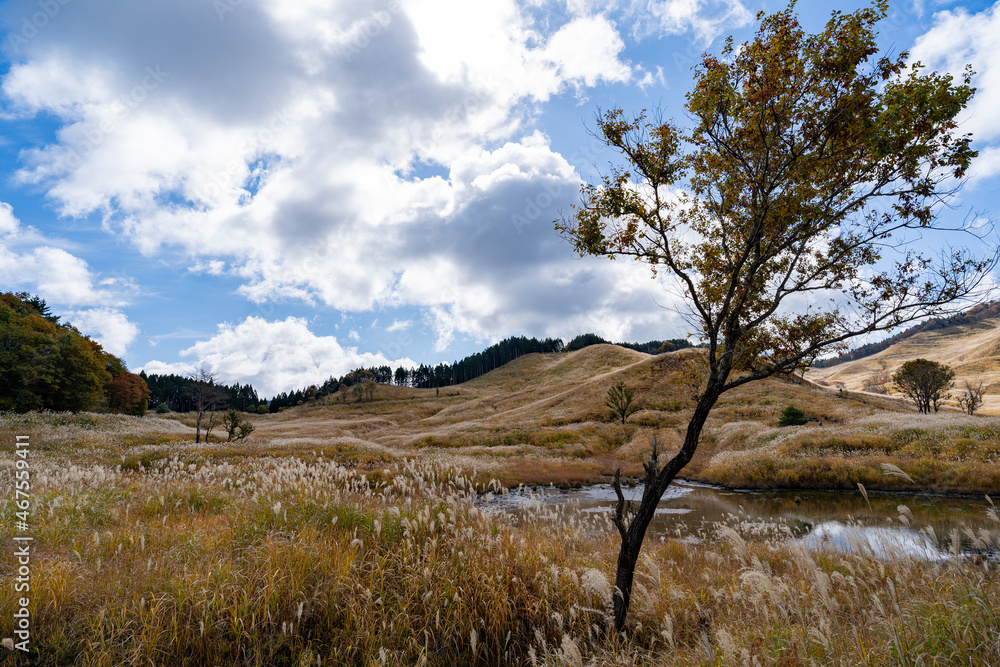 Obraz premium 砥峰高原のススキ