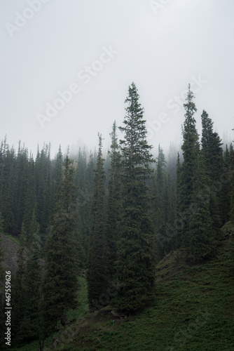 Thick fog in a coniferous forest, mysterious and beautiful! Wildlife of Asia.