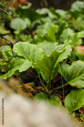 Wallpaper Mural Elephants ears leaves - Latin name - Bergenia crassifolia Torontodigital.ca