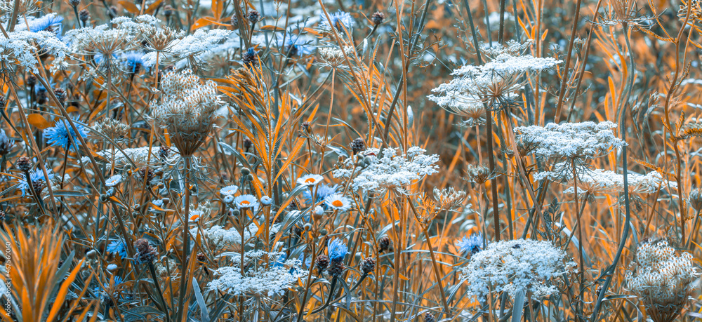 custom made wallpaper toronto digitalWild flowers background. Meadow nature. Rays of summer sun in spring. Close-up macro. Picturesque colorful art image with soft focus.