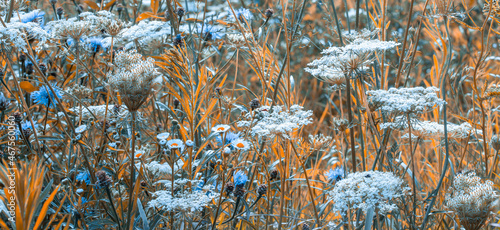 Wallpaper Mural Wild flowers background. Meadow nature. Rays of summer sun in spring. Close-up macro. Picturesque colorful art image with soft focus. Torontodigital.ca
