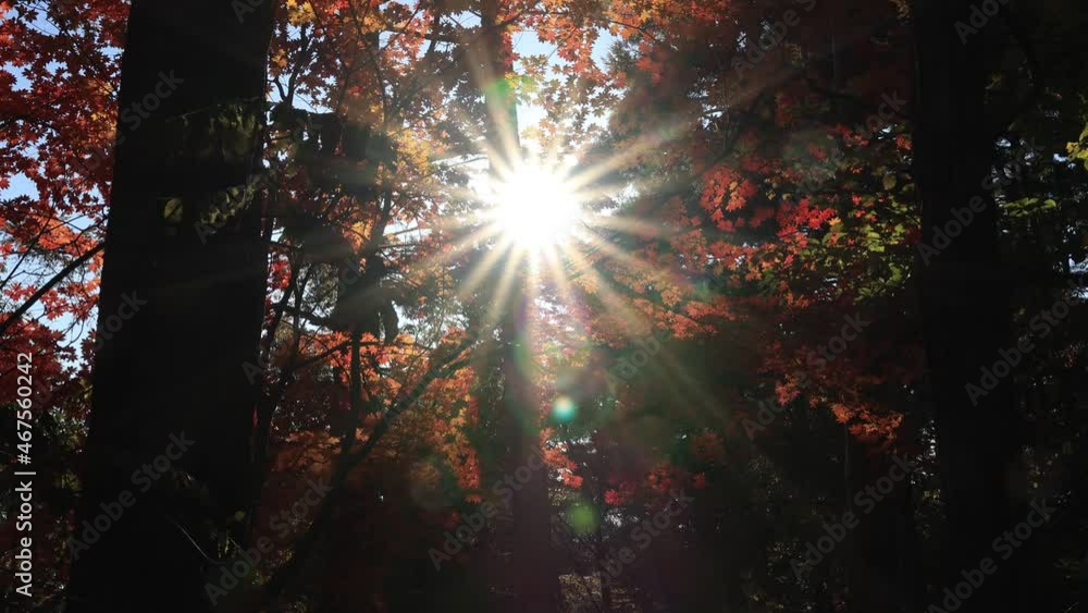 Sun coming through autumn leaves Sun coming through autumn leaves