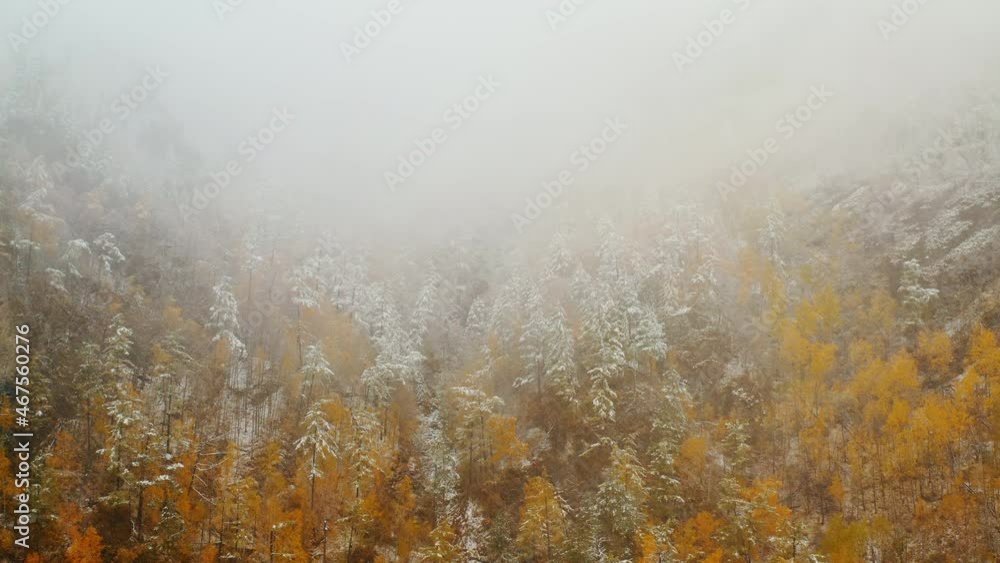 Autumn leaves are covered with first snow Falling snow Eastern Sayan Siberia Buryatia Arshan Autumn leaves are covered with first snow Falling snow Eastern Sayan Siberia Buryatia Arshan