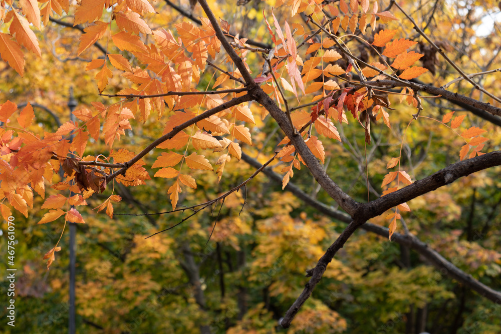 Yellowed leaves of trees in the autumn forest Yellowed leaves of trees in the autumn forest