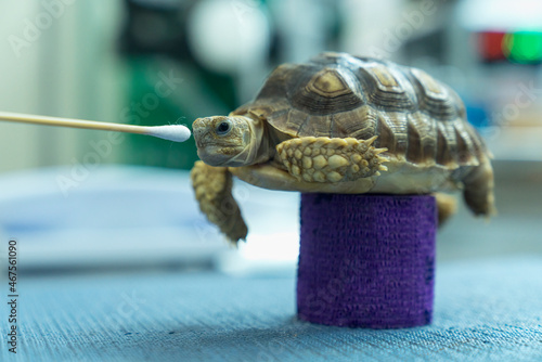 Turtles are Exotic Pets. Sulcata Tortoise or African spurred tortoise are in the veterinary examination room. photo