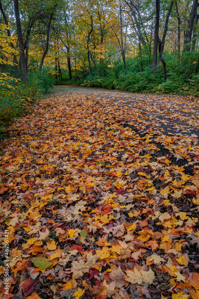 662-63 Autumn Trail 662-63 Autumn Trail