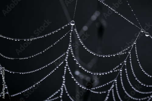 Close-up of a wet spider web with dew drops on black background