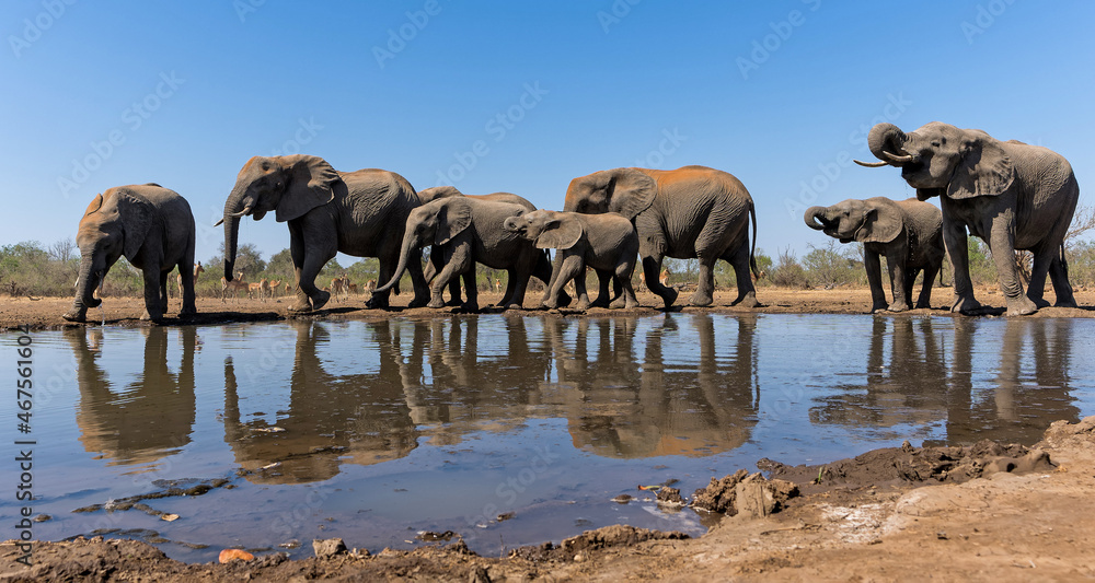 Obraz premium Elephants drinking seen from a low angle at a waterhole in Mashatu Game Reserve in the Tuli Block in Botswana 