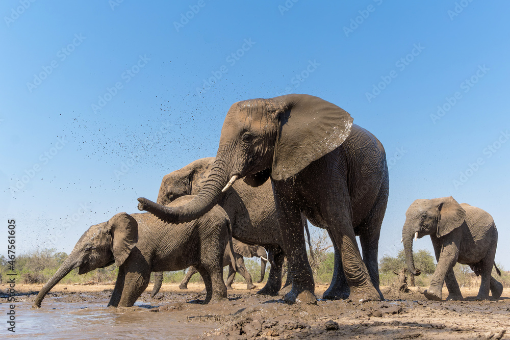 Fototapeta premium Elephants drinking seen from a low angle at a waterhole in Mashatu Game Reserve in the Tuli Block in Botswana
