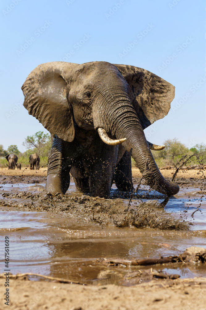Fototapeta premium Elephant taking a mud bath seen from a low angle at a waterhole in Mashatu Game Reserve in the Tuli Block in Botswana