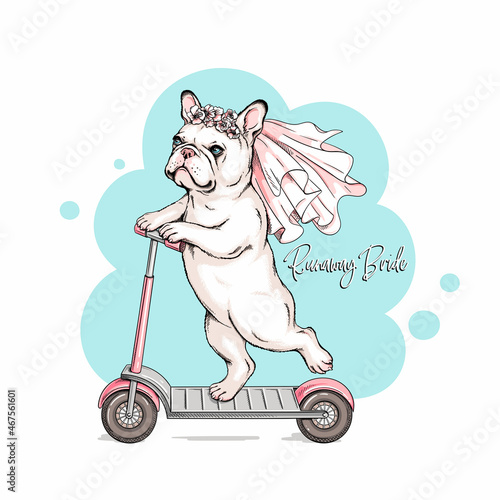 Cute French Bulldog in a wedding veil. Dog on a scooter. runaway bride illustration