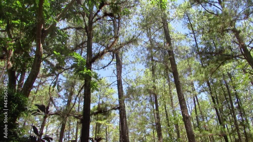 Looking up in beautiful pine coniferous forest trees. Bottom view. Looking up in beautiful pine coniferous forest trees. Bottom view.