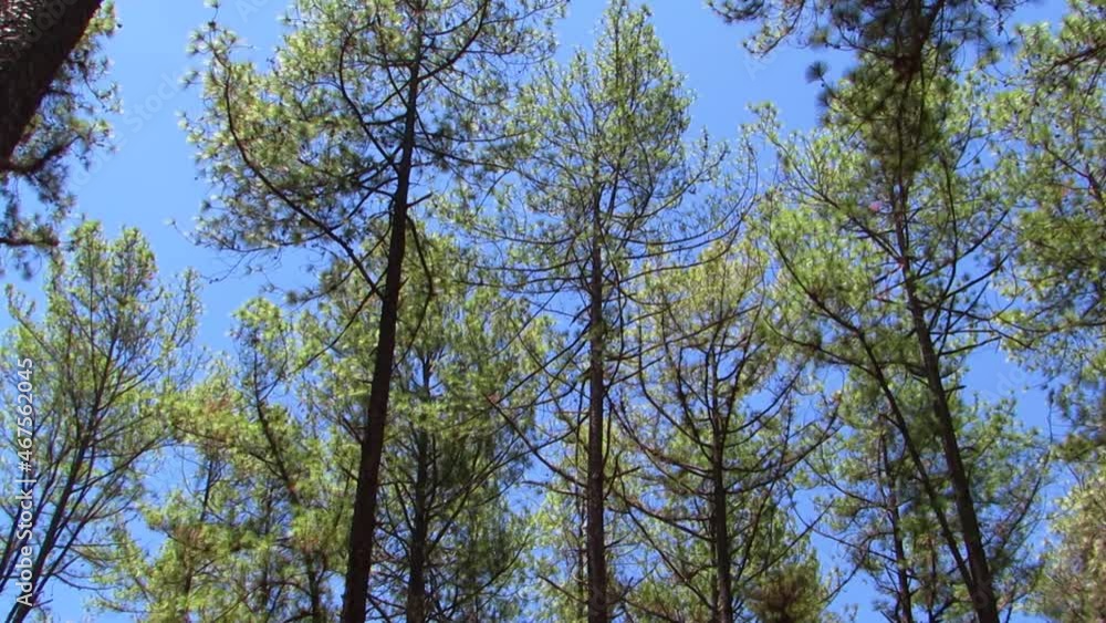 Looking up in beautiful pine coniferous forest trees. Bottom view. Looking up in beautiful pine coniferous forest trees. Bottom view.