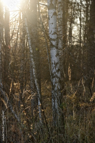 forest