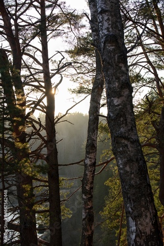 trees in the sun