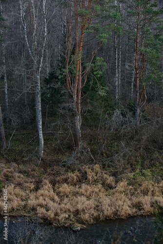 Autumn forest