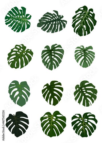 Collection of green leaves monstera svg vector illustration
