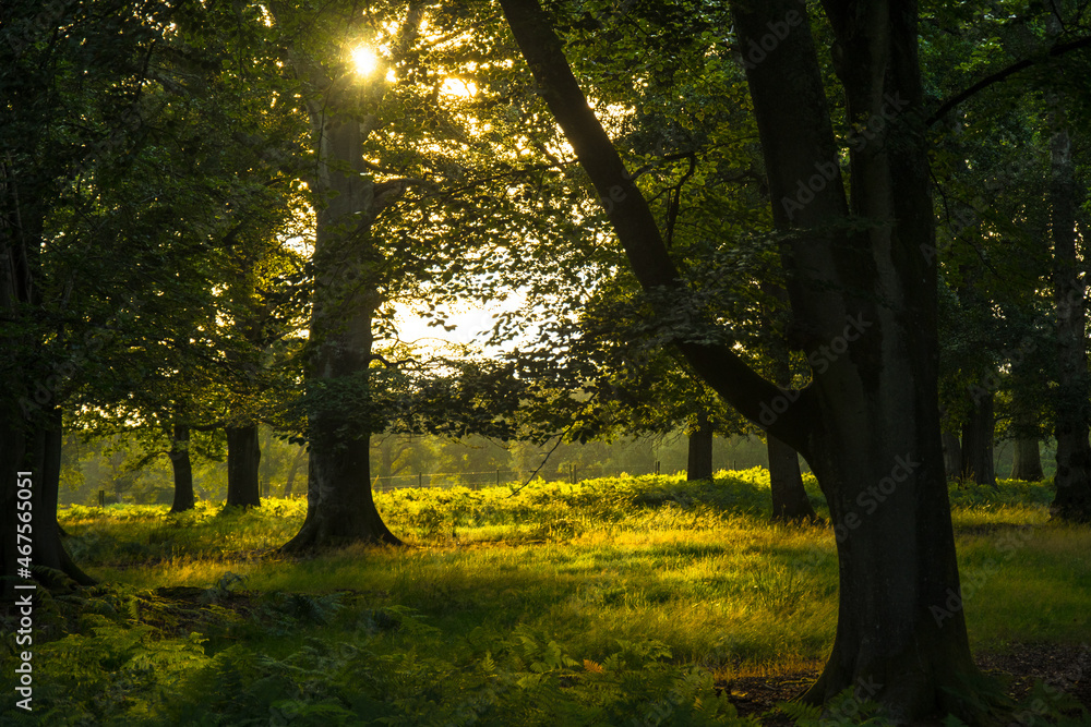 Fototapeta premium Forest..