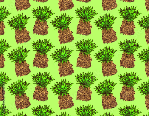 Frailejon plant pattern, an andean mountains wasteland endemic plant with green background. Nature and eco concept photo
