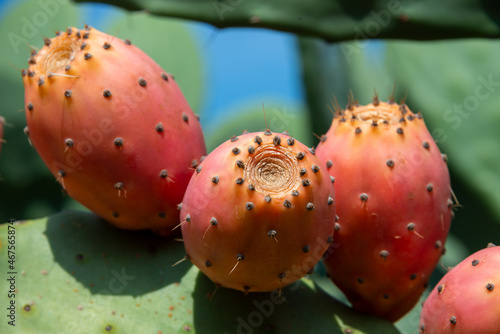 Prickly pear cactus or puntia, ficus-indica, Indian fig opuntia with fruits photo