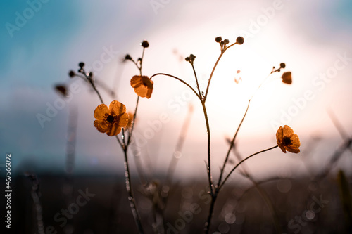 Morning summer or spring. Beautiful wildflowers with dew drops at dawn, light blur, selective focus. Shallow depth of field.