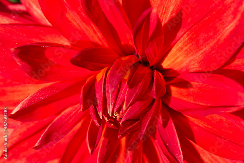 Orange and red dahlia close up, beautiful bloom background, spring gerbera, petals macro pattern