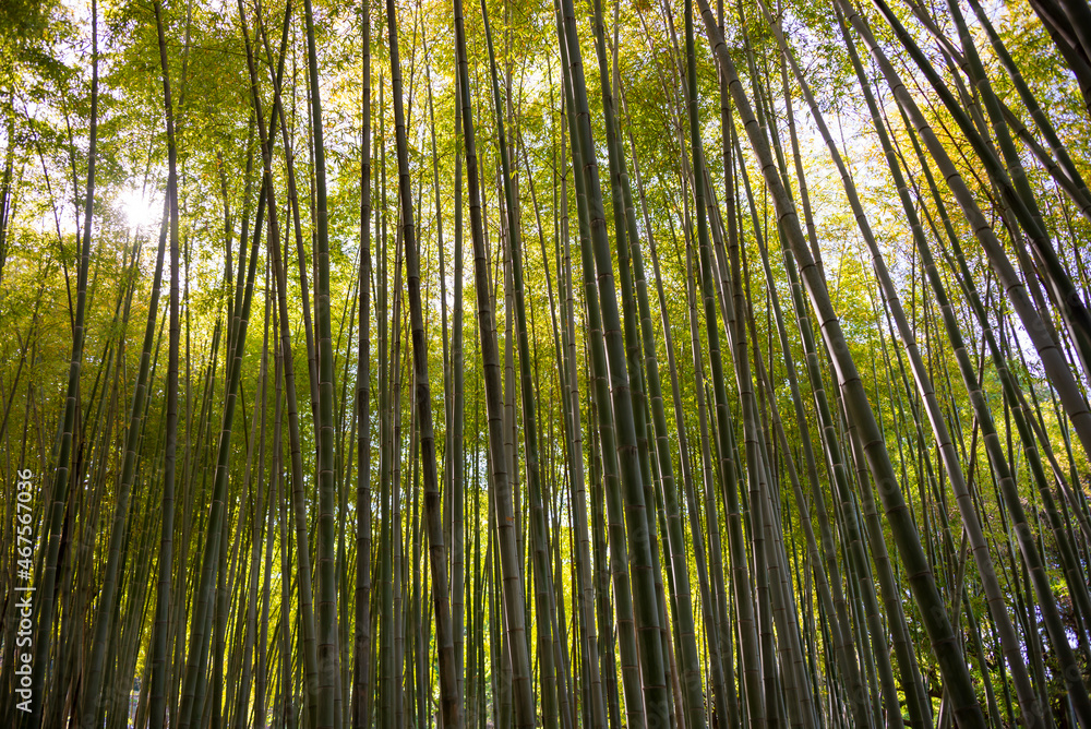 Bamboo forest with green plants in Japan Bamboo forest with green plants in Japan
