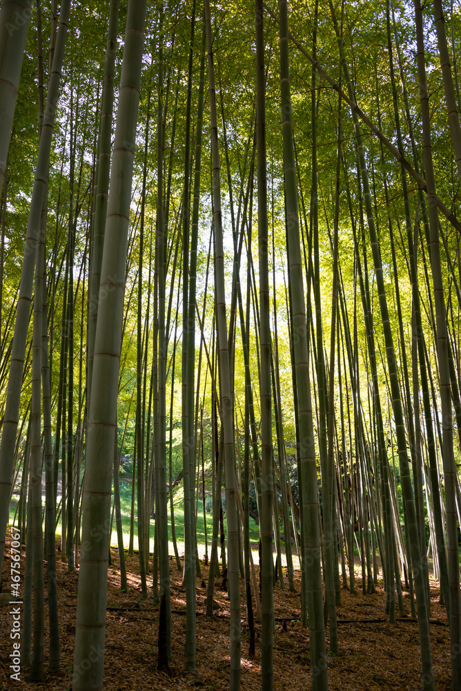 Bamboo forest with green plants in Japan Bamboo forest with green plants in Japan