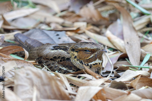 The large-tailed nightjar is a species of nightjar in the family Caprimulgidae. It is found along the southern Himalayan foothills, eastern South Asia, Southeast Asia and northern Australia.