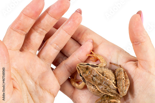 Common wild frog on female hands close-up, top view. Married couple search concept