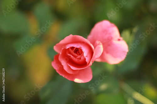 pink rose © Vasfiye