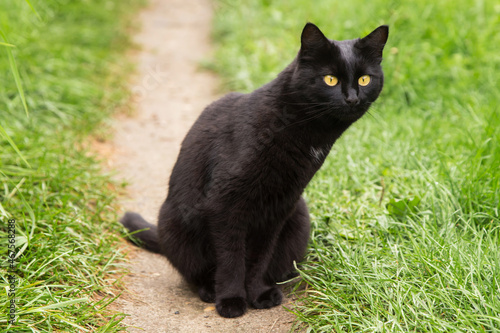 Cute beautiful surprised bombay black cat with big yellow eyes, attentive look and long neck close up in grass in nature