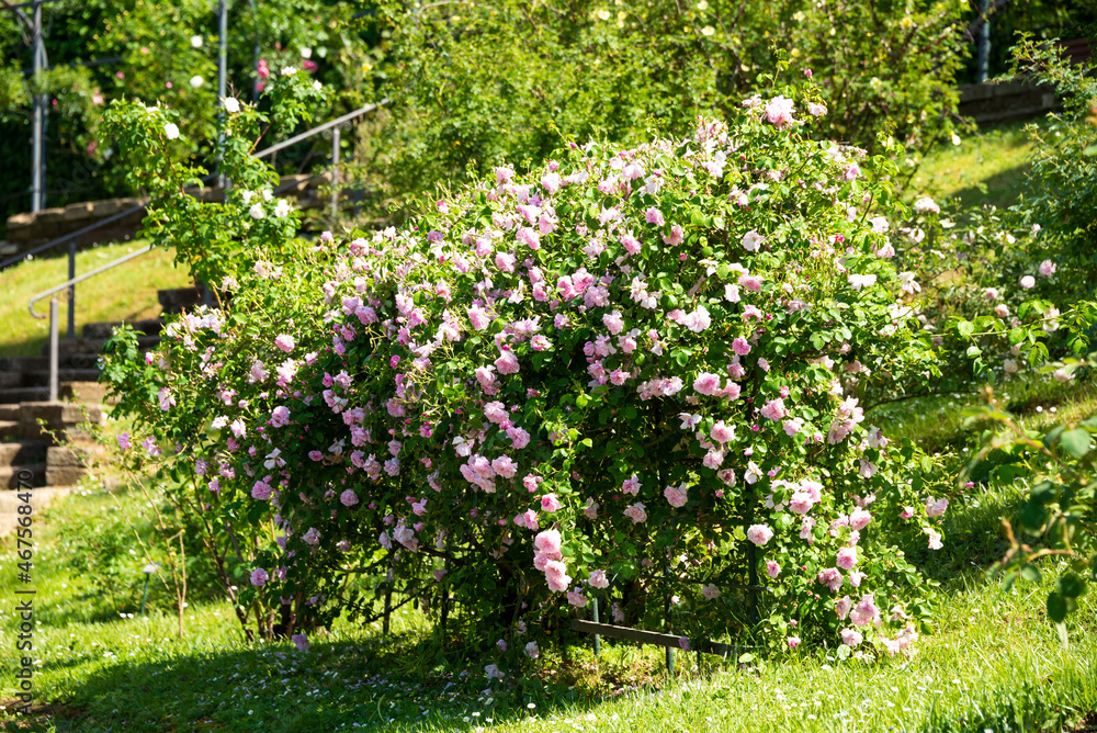 Beautiful roses blooming in a garden in spring