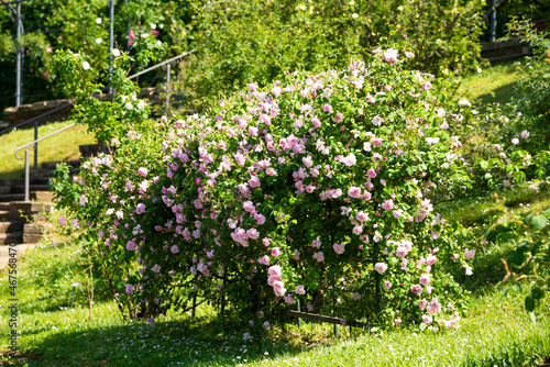 Fototapeta Naklejka Na Ścianę i Meble -  Beautiful roses blooming in a garden in spring