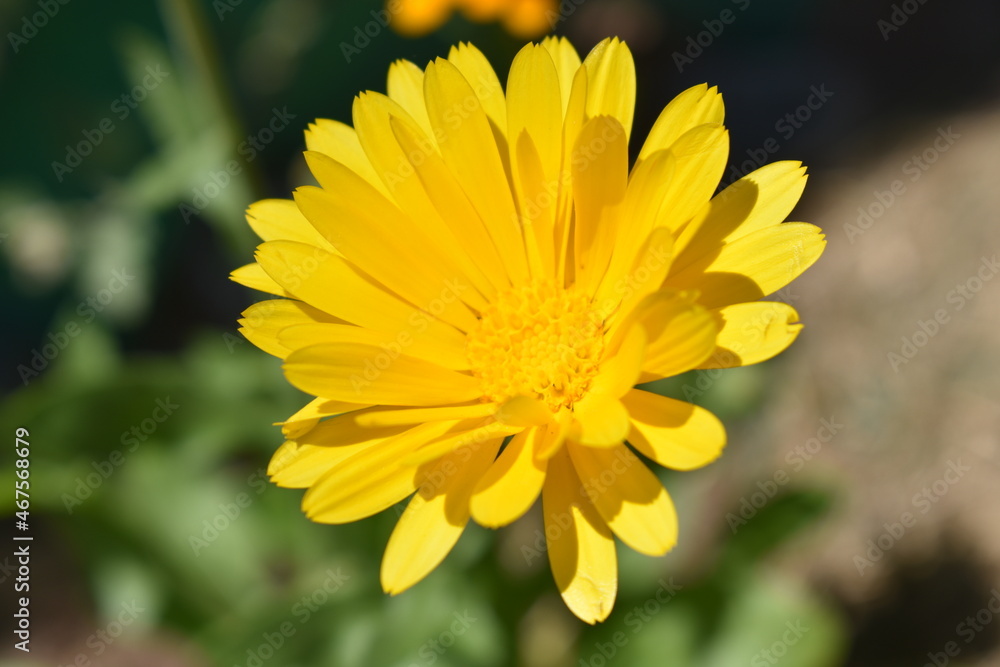 Calendula Flower Calendula Flower