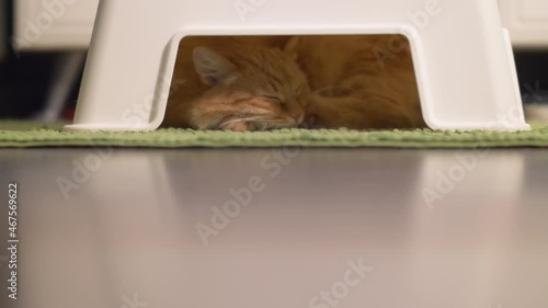 Cute ginger cat is sleeping under plastic stool. Fluffy pet on green carpet. Comfortable hiding place in bathroom.