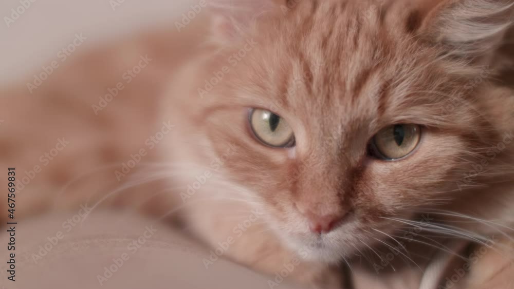 Close up portrait of cute ginger cat, staring in camera. Fluffy pet face. Close up portrait of cute ginger cat, staring in camera. Fluffy pet face.