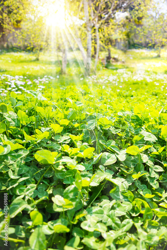 Fototapeta Naklejka Na Ścianę i Meble -  Lush green leaves in a garden in spring