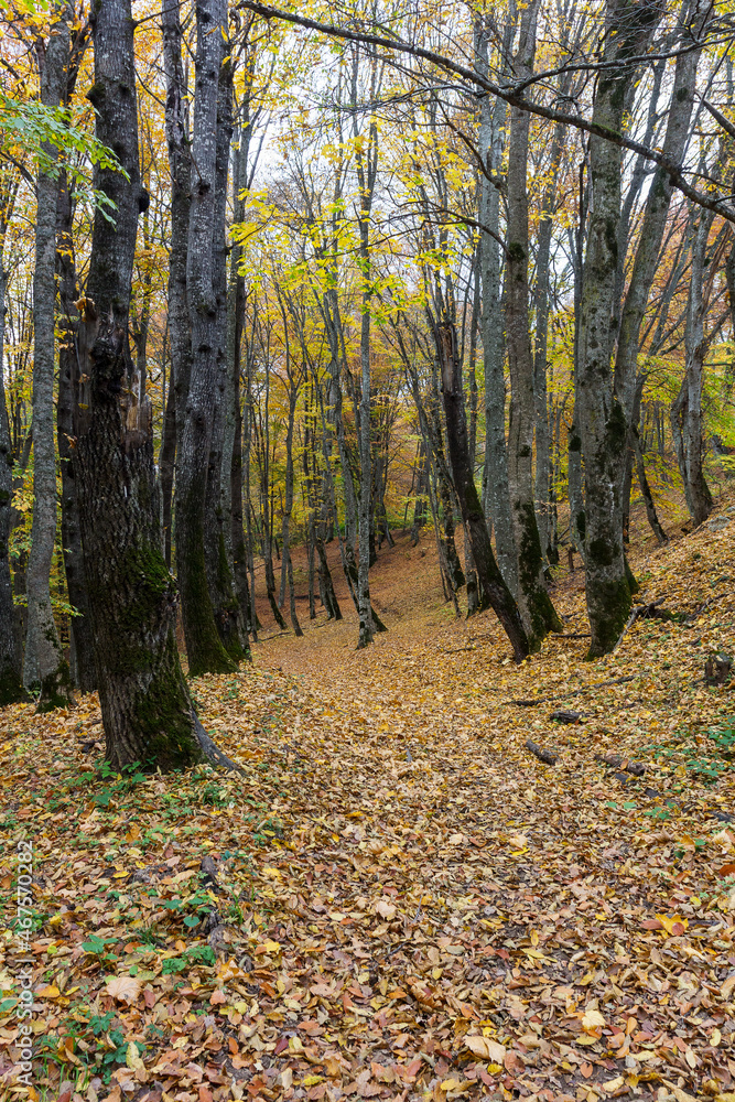 Morning in the autumn forest, trees without foliage, against the background of a yellow carpet of autumn leaf fall, close-up. Morning in the autumn forest, trees without foliage, against the background of a yellow carpet of autumn leaf fall, close-up.