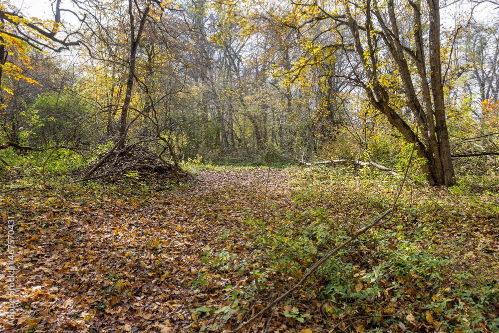 Morning in the autumn forest, trees without foliage, against the background of a yellow carpet of autumn leaf fall, close-up. Morning in the autumn forest, trees without foliage, against the background of a yellow carpet of autumn leaf fall, close-up.