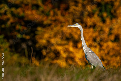 Juvenile heron in autumn light
