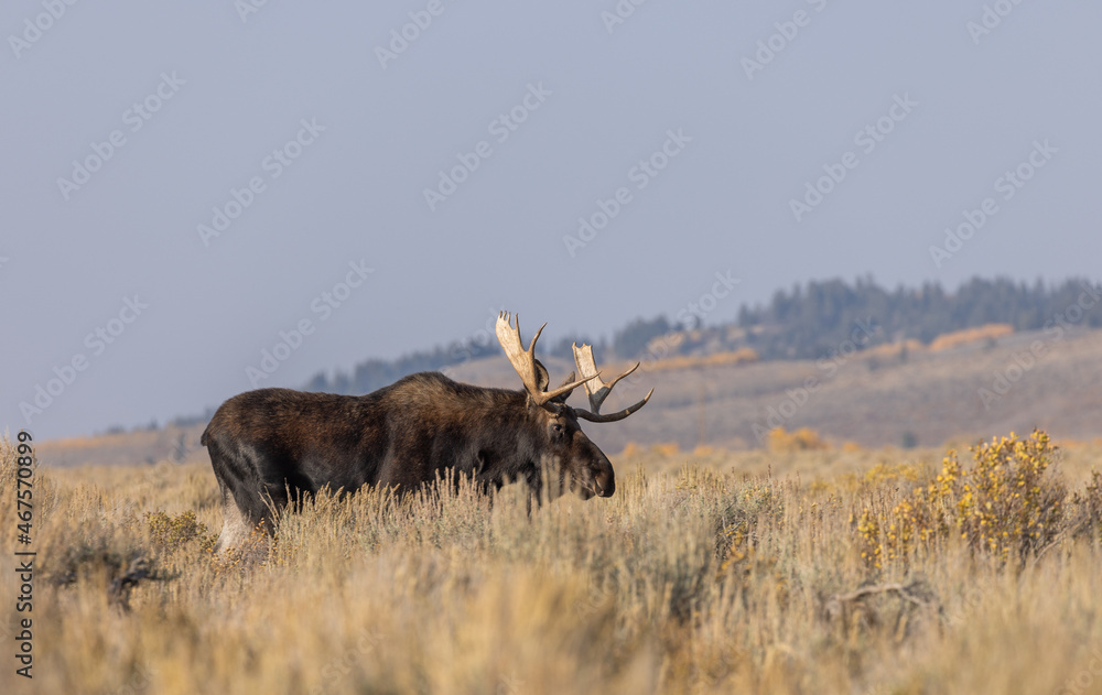 Bull Shiras Moose in Wyoming in Autumn