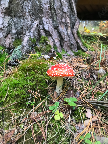 Fly agaric grows in the forest near a tree. The concept of microdosing. photo