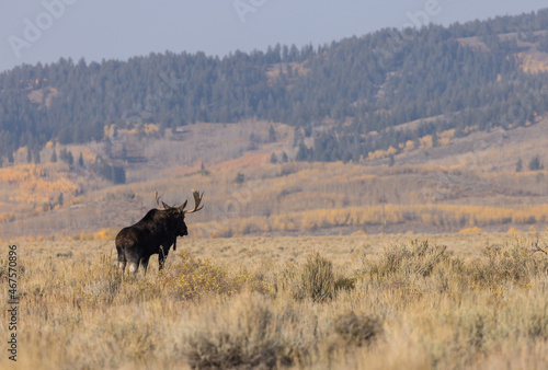 Fototapeta Naklejka Na Ścianę i Meble -  Bull Shiras Moose in Wyoming in Autumn