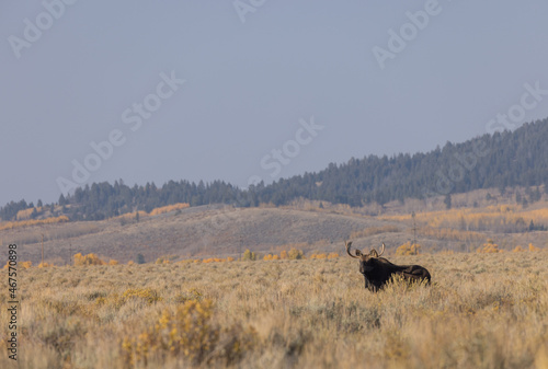 Bull Shiras Moose in Wyoming in Autumn © natureguy