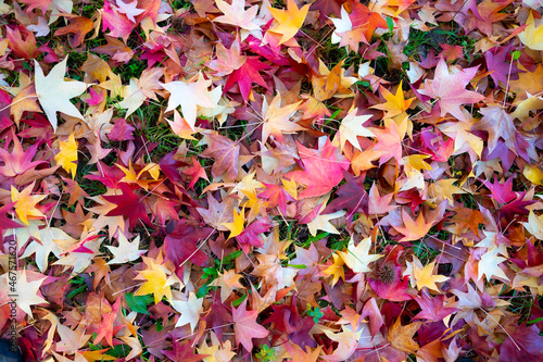 autumn background of deciduous leaves