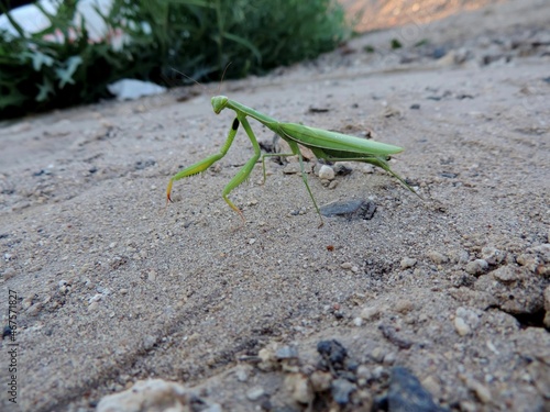 The common praying mantis is a green predatory insect wandering through the sand. © Rail
