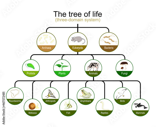 classification of tree of life. three-domain system. Phylogenetic and symbiogenetic