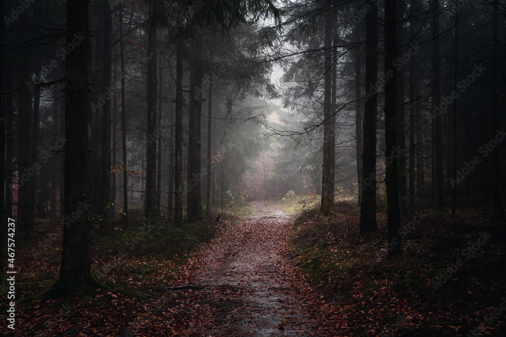 Herbstwald mit Nebel am Abend